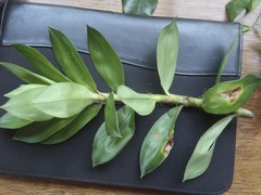 Freycinetia scandens