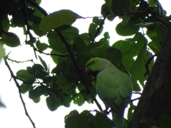 Psittacula krameri krameri