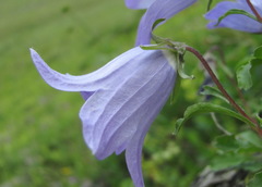 Campanula saxifraga