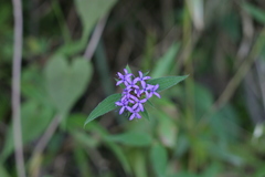 Crusea hispida