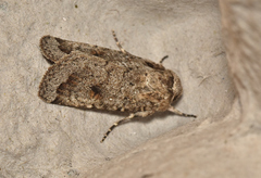 Proteuxoa amaurodes