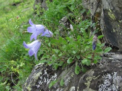 Campanula saxifraga