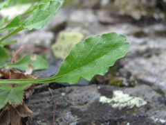 Campanula saxifraga