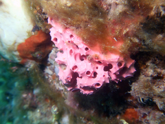 Aplysilla rosea