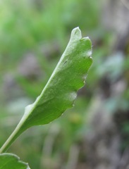 Campanula saxifraga