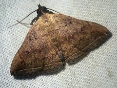 Polypogon phineusalis