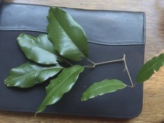 Mischocarpus pyriformis