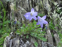 Campanula saxifraga