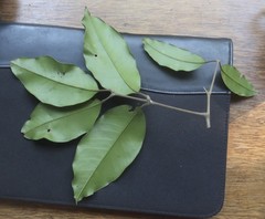 Mischocarpus pyriformis