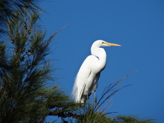 Ardea alba