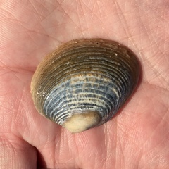 Katelysia rhytiphora