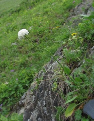 Valeriana alpestris