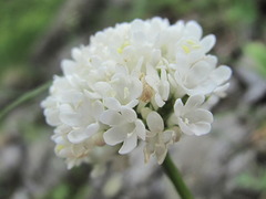 Valeriana alpestris