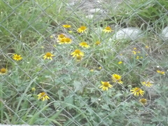 Tetragonotheca texana