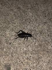 Gryllus veletis