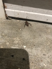 Leptoglossus clypealis