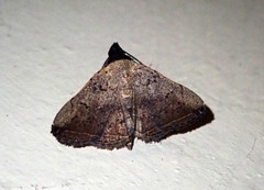 Polypogon phineusalis