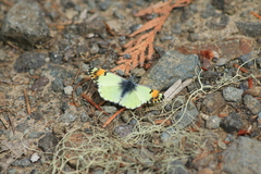 Anthocharis julia flora