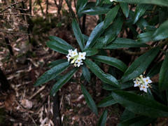 Daphne arisanensis