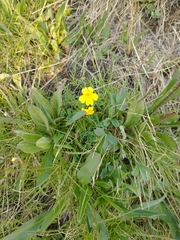 Erythranthe primuloides