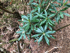 Daphne arisanensis