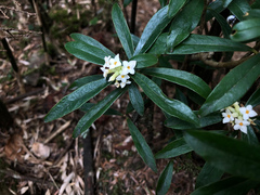 Daphne arisanensis