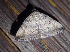 Polypogon phineusalis