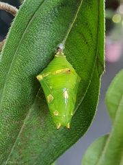 Tanaecia iapis