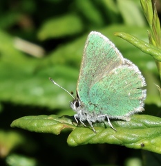 Callophrys viridis