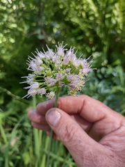 Allium validum