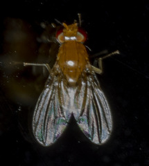 Neogriphoneura