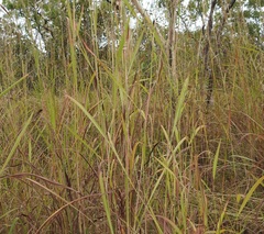 Andropogon gayanus