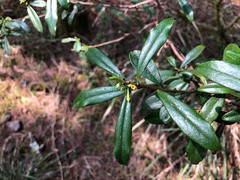 Daphne arisanensis