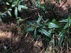 Daphne arisanensis