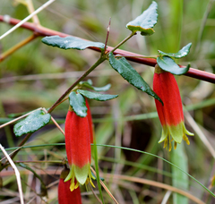 Correa reflexa scabridula