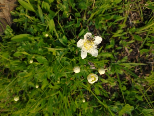 Image of Parnassia cirrata by no rights reserved