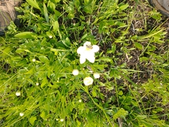Parnassia cirrata intermedia