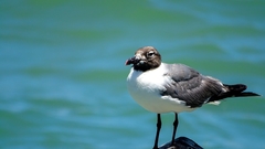 Leucophaeus atricilla