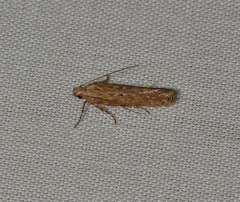 Phthorimaea operculella