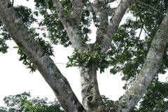 Myrmecophila tibicinis