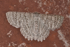 Crypsiphona tasmanica