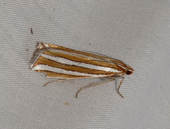 Hednota bivittella