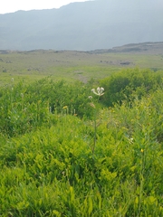 Angelica capitellata