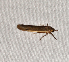 Palaeosia bicosta