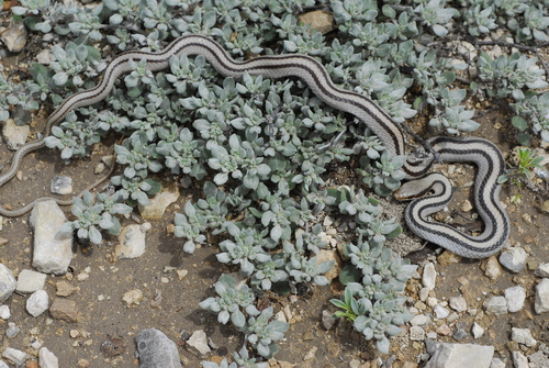 Photo of a Mountain Patchnose Snake (Salvadora grahamiae)