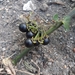 photo of American Black Nightshade (Solanum americanum)