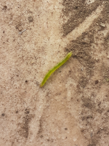 photo of Cabbage Looper Moth (Trichoplusia ni)