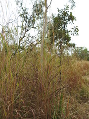 Andropogon gayanus