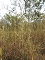 Andropogon gayanus