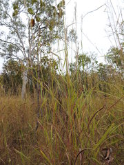 Andropogon gayanus